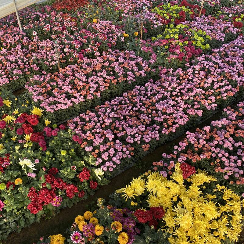 菊花苗四季开花菊花盆栽乒乓菊金丝皇菊大菊花苗盆栽地栽绿植