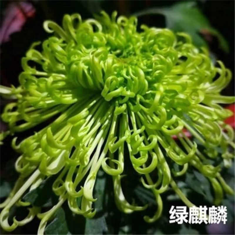 菊花苗四季开花菊花盆栽乒乓菊金丝皇菊大菊花苗盆栽地栽绿植