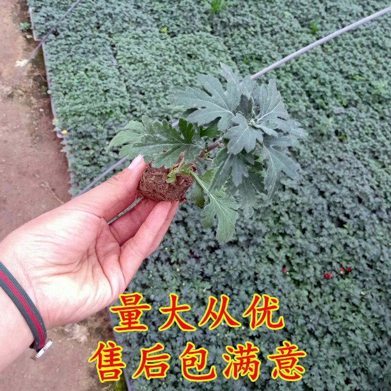 菊花苗四季开花菊花盆栽乒乓菊金丝皇菊大菊花苗盆栽地栽绿植