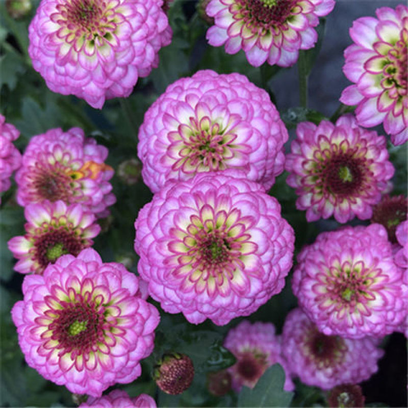 菊花苗四季开花菊花盆栽乒乓菊金丝皇菊大菊花苗盆栽地栽绿植