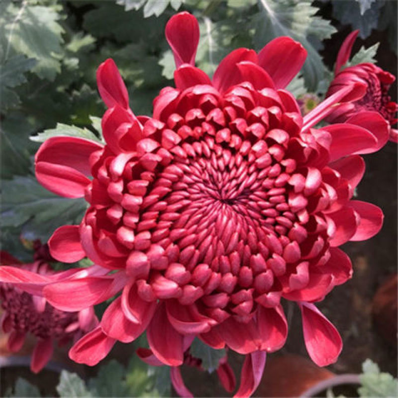 菊花苗四季开花菊花盆栽乒乓菊金丝皇菊大菊花苗盆栽地栽绿植