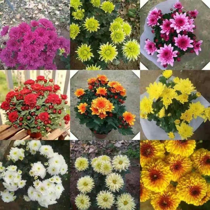 菊花苗四季开花菊花盆栽乒乓菊金丝皇菊大菊花苗盆栽地栽绿植