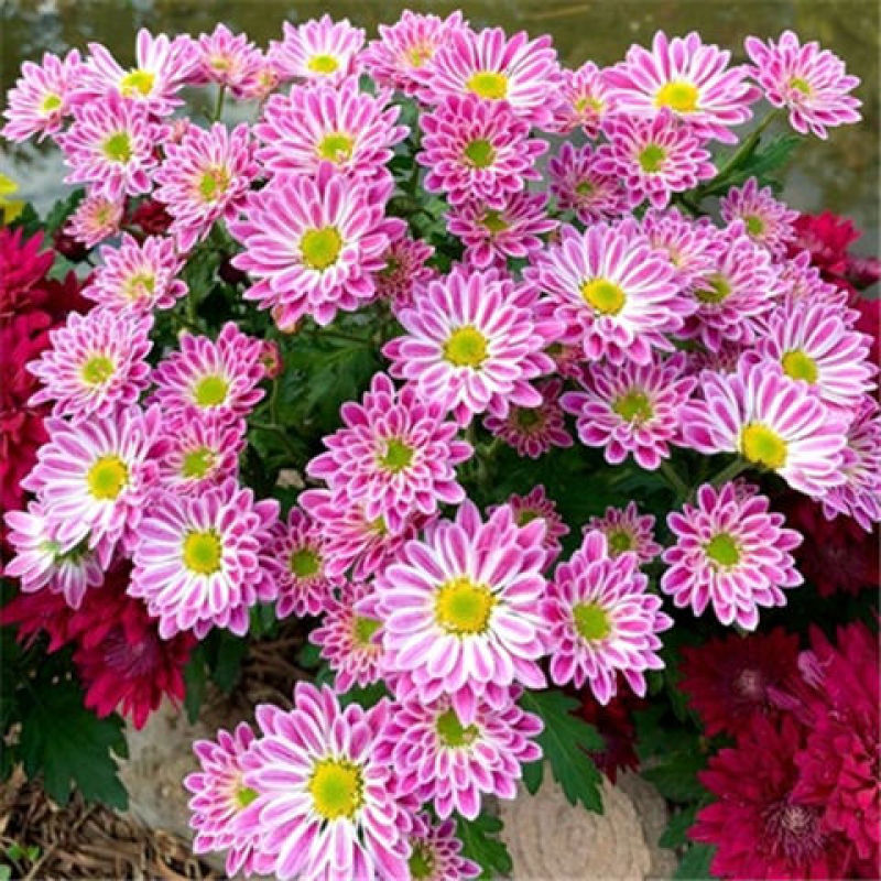 菊花苗四季开花菊花盆栽乒乓菊金丝皇菊大菊花苗盆栽地栽绿植