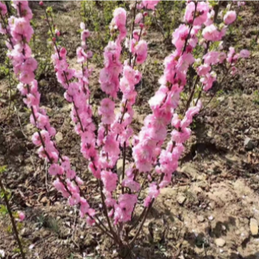 榆叶梅红叶榆叶梅小苗大苗规格全价格优惠
