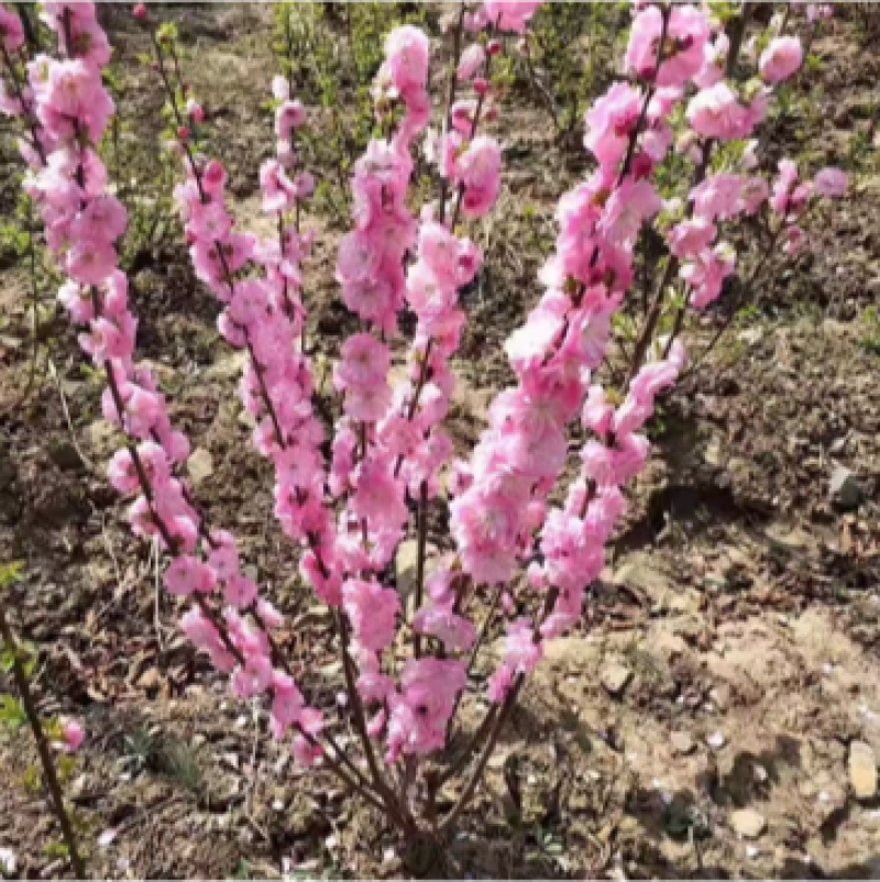 榆叶梅红叶榆叶梅小苗大苗规格全价格优惠