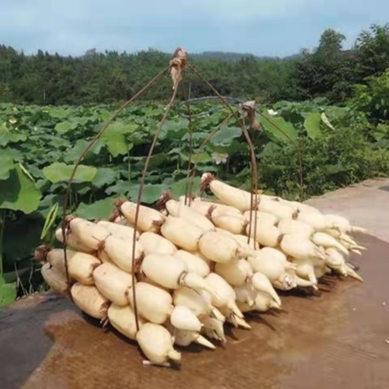 食用莲藕种苗种根池田高产大型蔬菜莲藕荷花苗粉脆籽藕种根苗