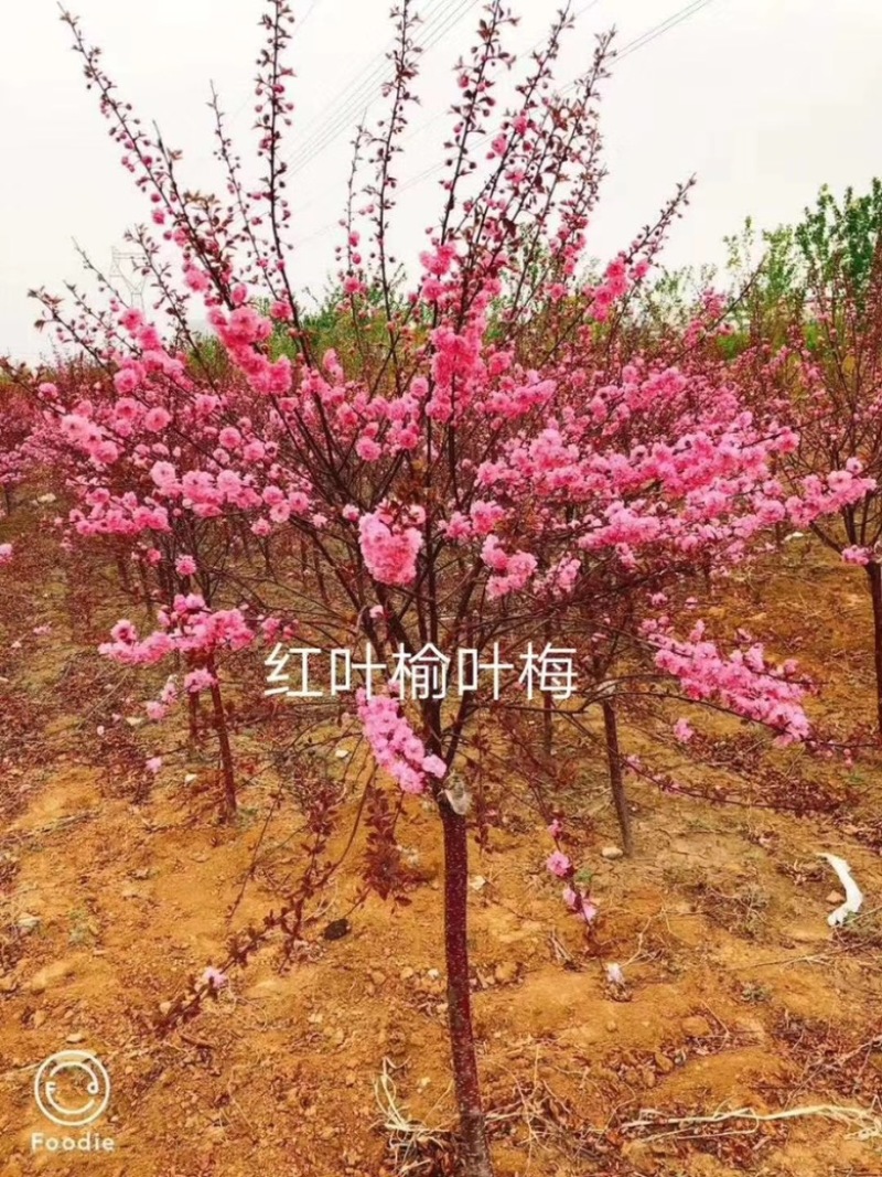 榆叶梅红叶榆叶梅小苗大苗规格全价格优惠