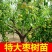 【特大枣树】精品大树沾化冬枣梨枣特大盆栽地栽庭院别墅当年