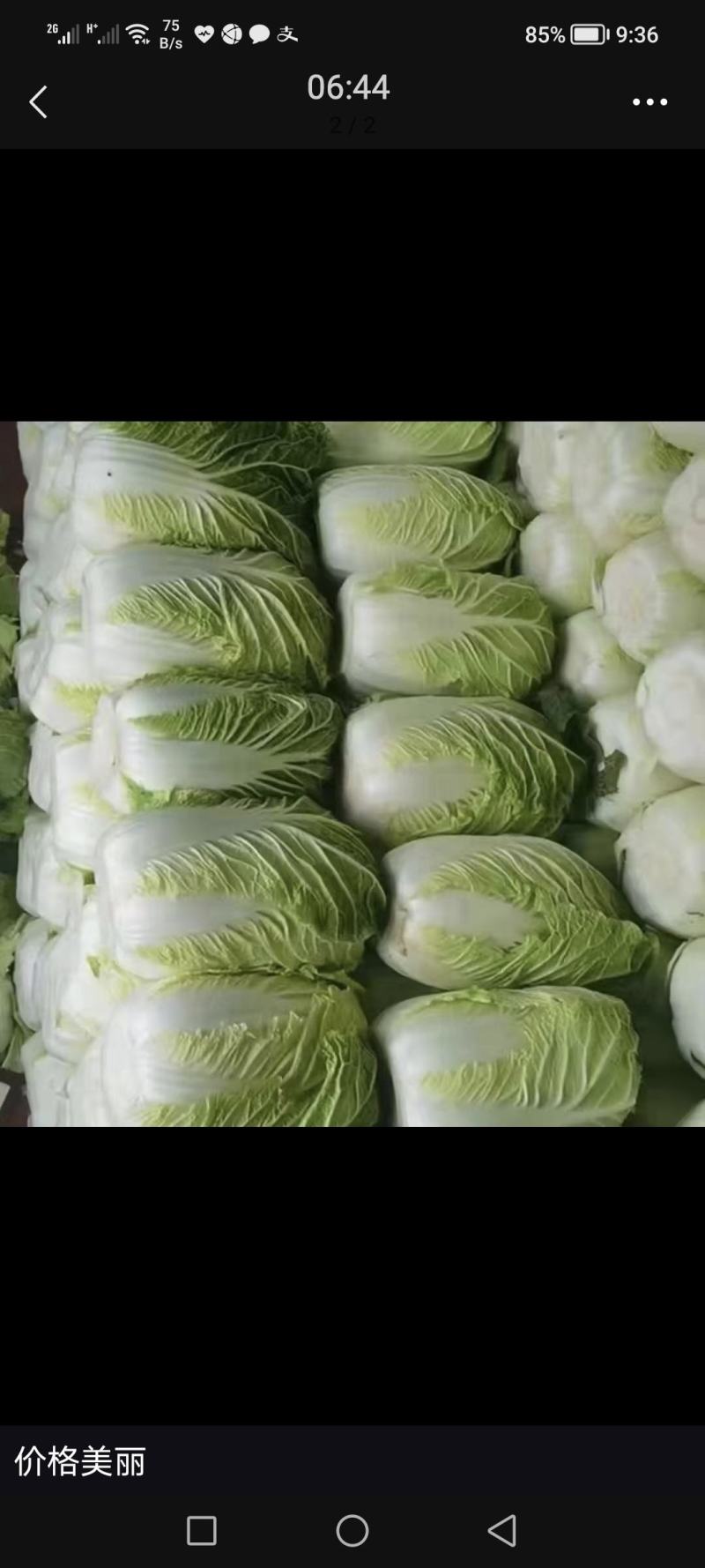 精品优质北京三号大白菜，质量保证，量大从优，欢迎选购