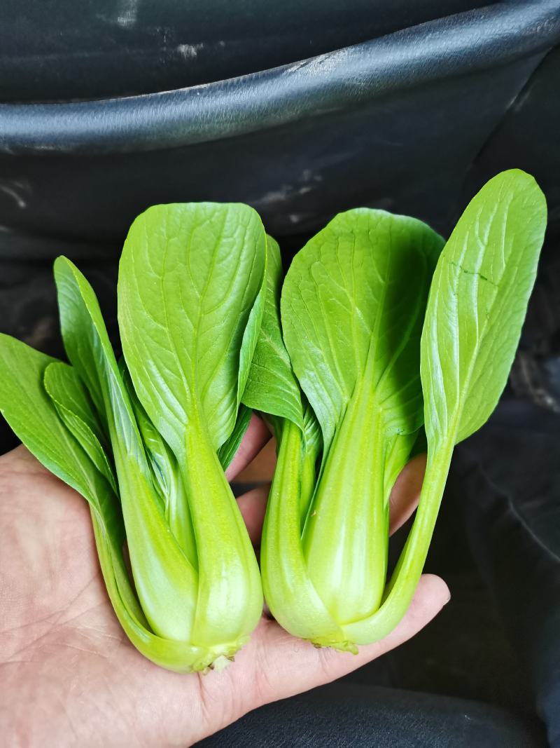 【精选】上海青小油菜大量供应质量有保障价格优惠，产地直发
