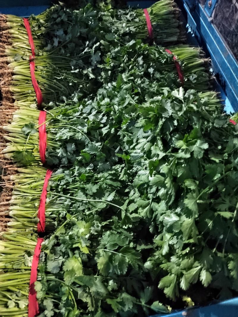 大叶香菜10~15厘米以上