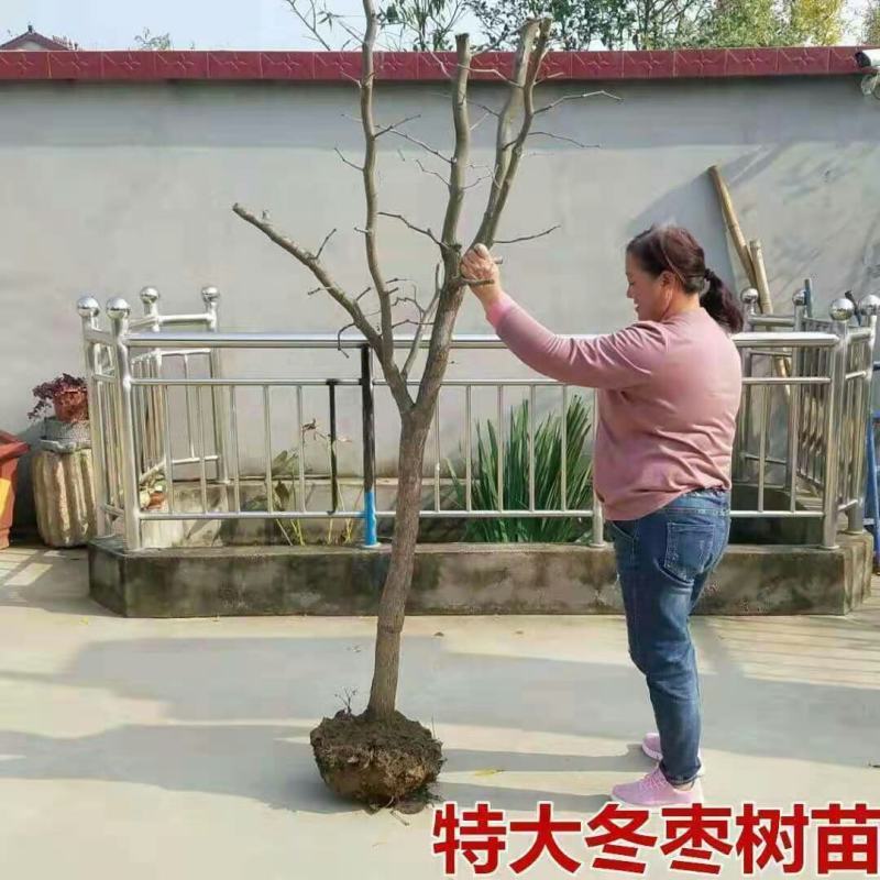 【特大枣树】精品大树沾化冬枣梨枣特大盆栽地栽庭院别墅当年