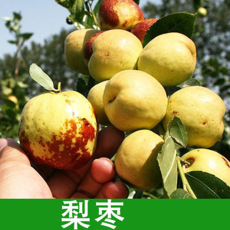 【特大枣树】精品大树沾化冬枣梨枣特大盆栽地栽庭院别墅当年