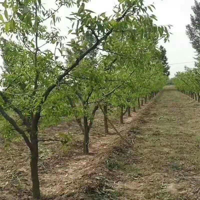 【特大枣树】精品大树沾化冬枣梨枣特大盆栽地栽庭院别墅当年