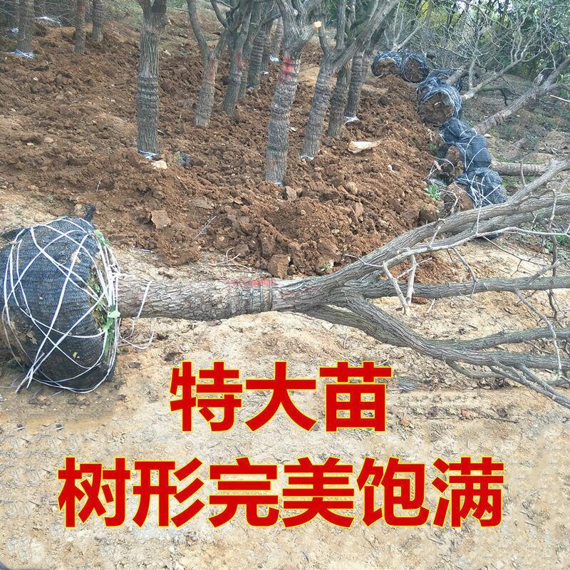 【特大枣树】精品大树沾化冬枣梨枣特大盆栽地栽庭院别墅当年