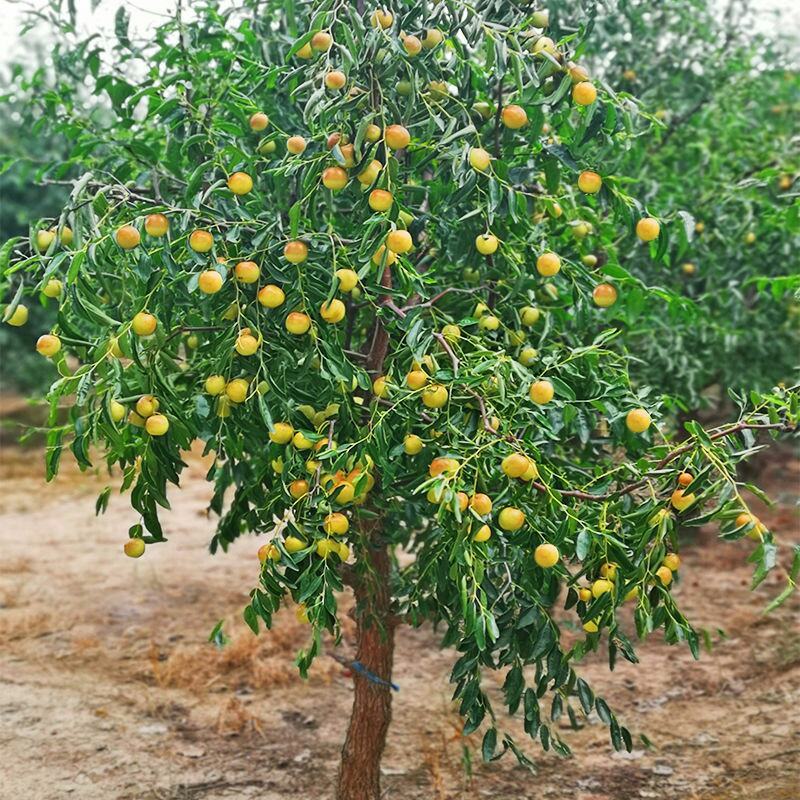 【特大枣树】精品大树沾化冬枣梨枣特大盆栽地栽庭院别墅当年