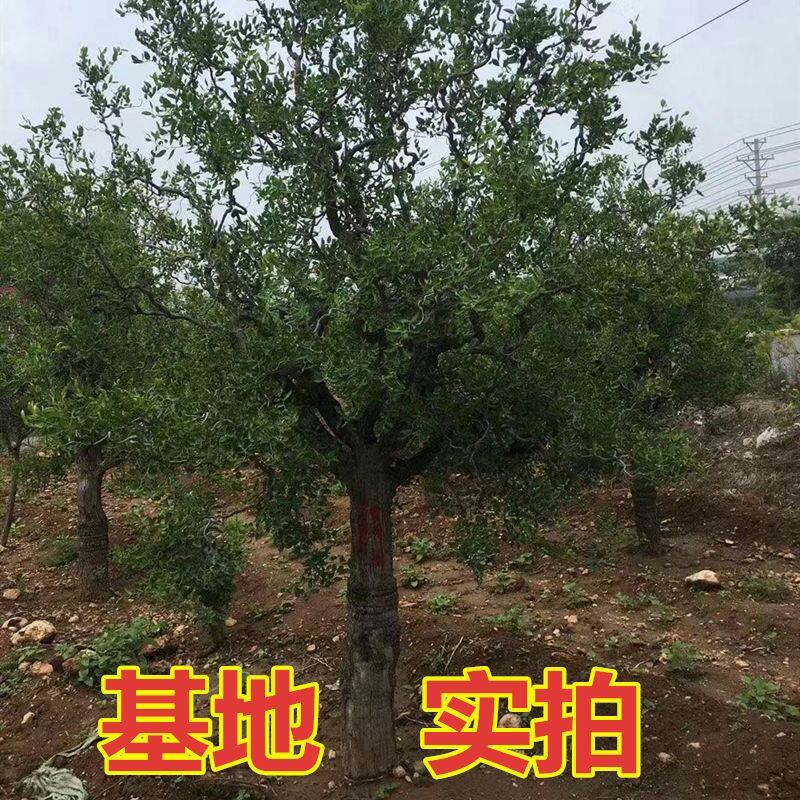 【特大枣树】精品大树沾化冬枣梨枣特大盆栽地栽庭院别墅当年