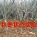 【特大枣树】精品大树沾化冬枣梨枣特大盆栽地栽庭院别墅当年