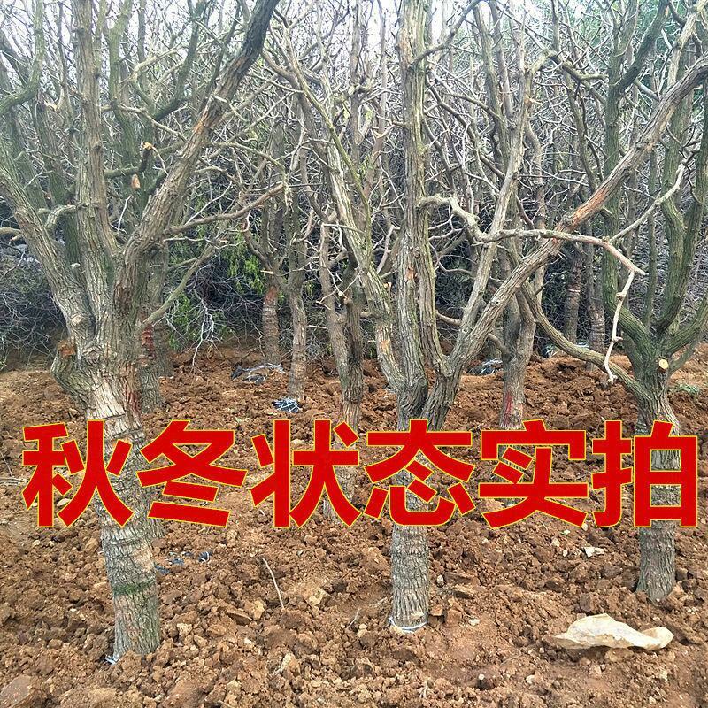 【特大枣树】精品大树沾化冬枣梨枣特大盆栽地栽庭院别墅当年