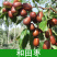 【特大枣树】精品大树沾化冬枣梨枣特大盆栽地栽庭院别墅当年