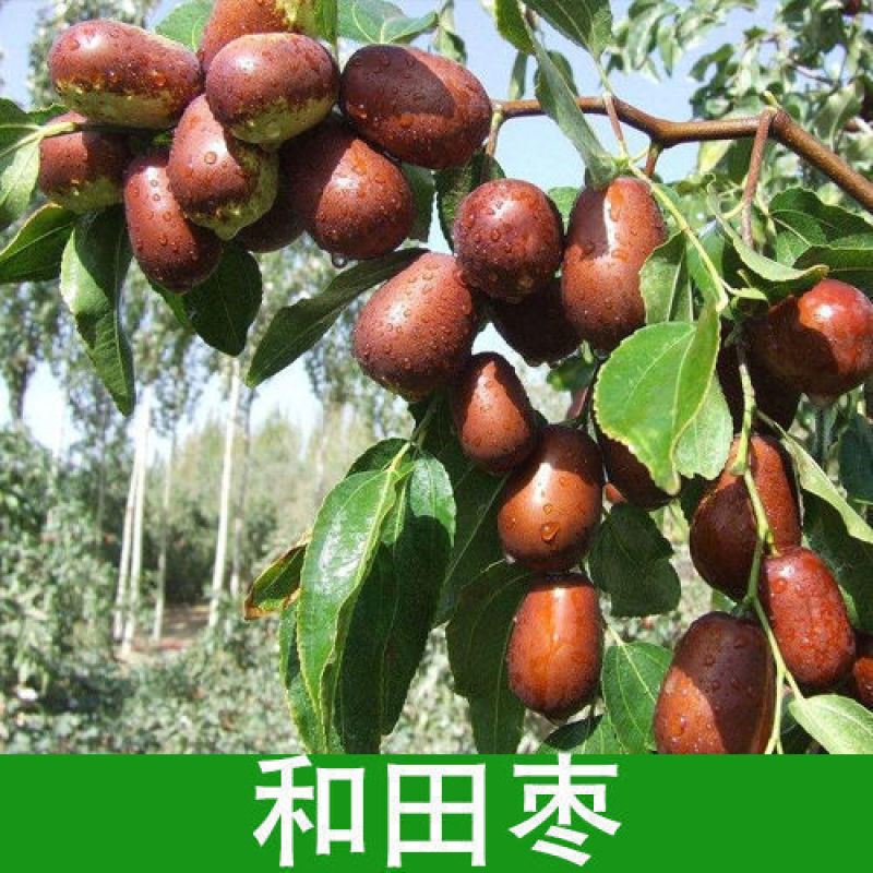 【特大枣树】精品大树沾化冬枣梨枣特大盆栽地栽庭院别墅当年