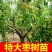 【特大枣树】精品大树沾化冬枣梨枣特大盆栽地栽庭院别墅当年