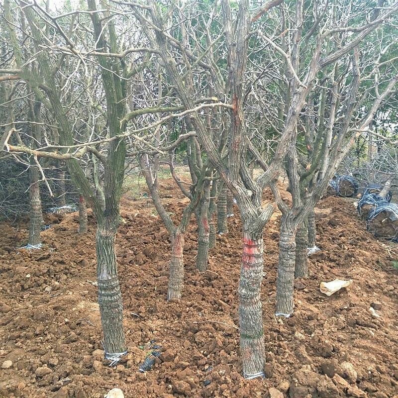 【特大枣树】精品大树沾化冬枣梨枣特大盆栽地栽庭院别墅当年