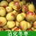 【特大枣树】精品大树沾化冬枣梨枣特大盆栽地栽庭院别墅当年