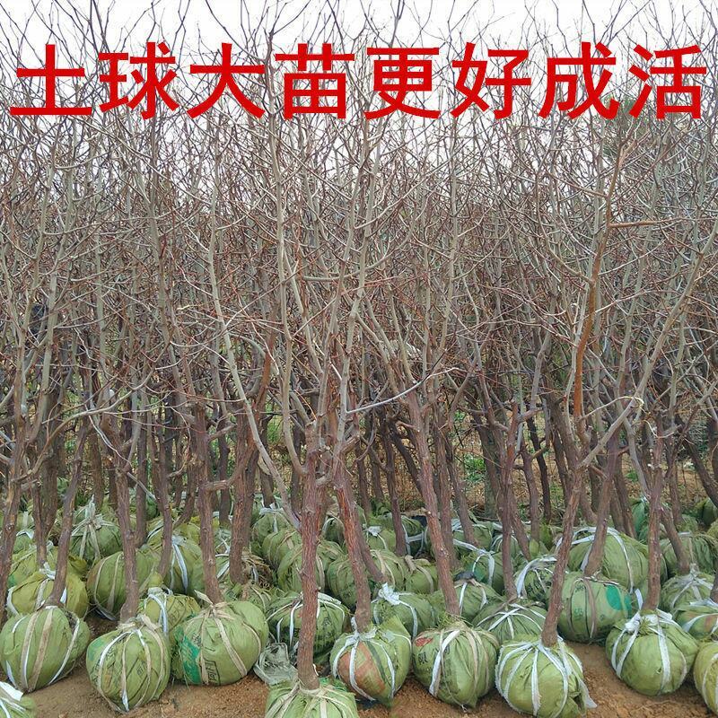 【特大枣树】精品大树沾化冬枣梨枣特大盆栽地栽庭院别墅当年