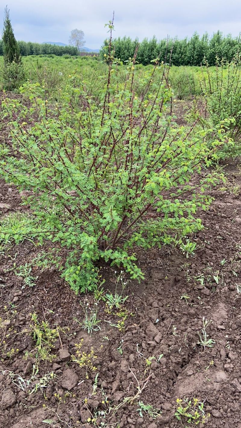 黄刺玫黄刺梅小苗2年以上大苗大墩儿规格齐全