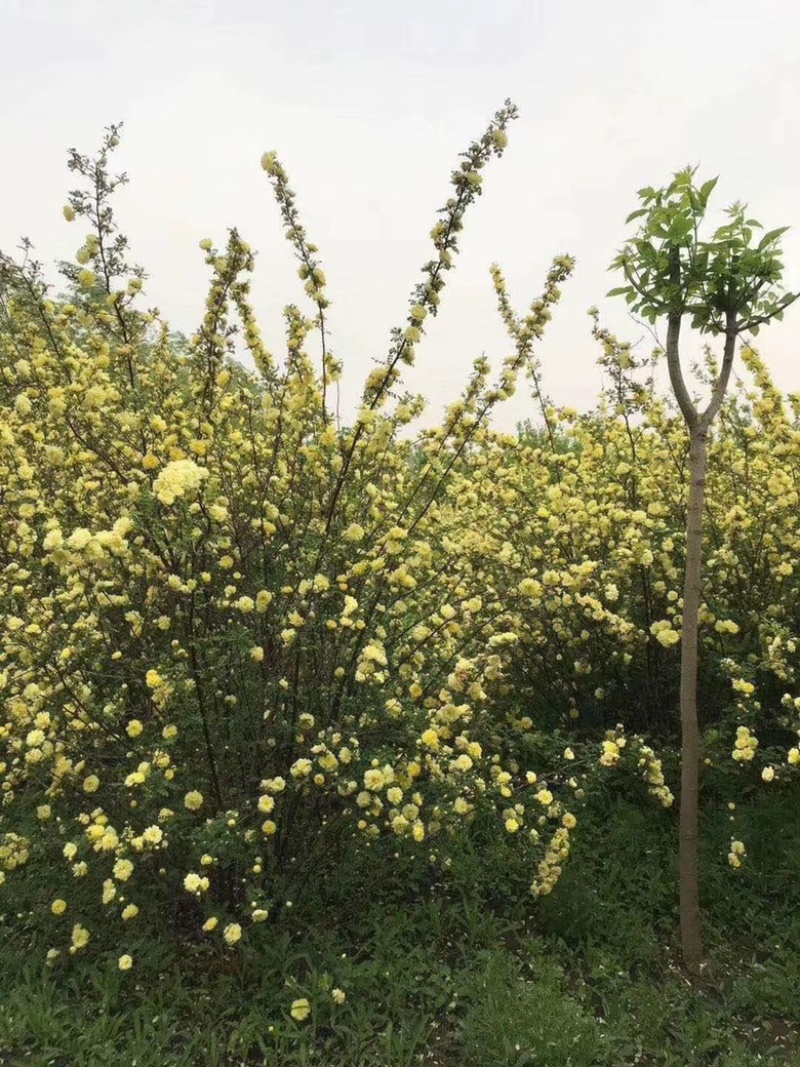 黄刺玫黄刺梅小苗2年以上大苗大墩儿规格齐全