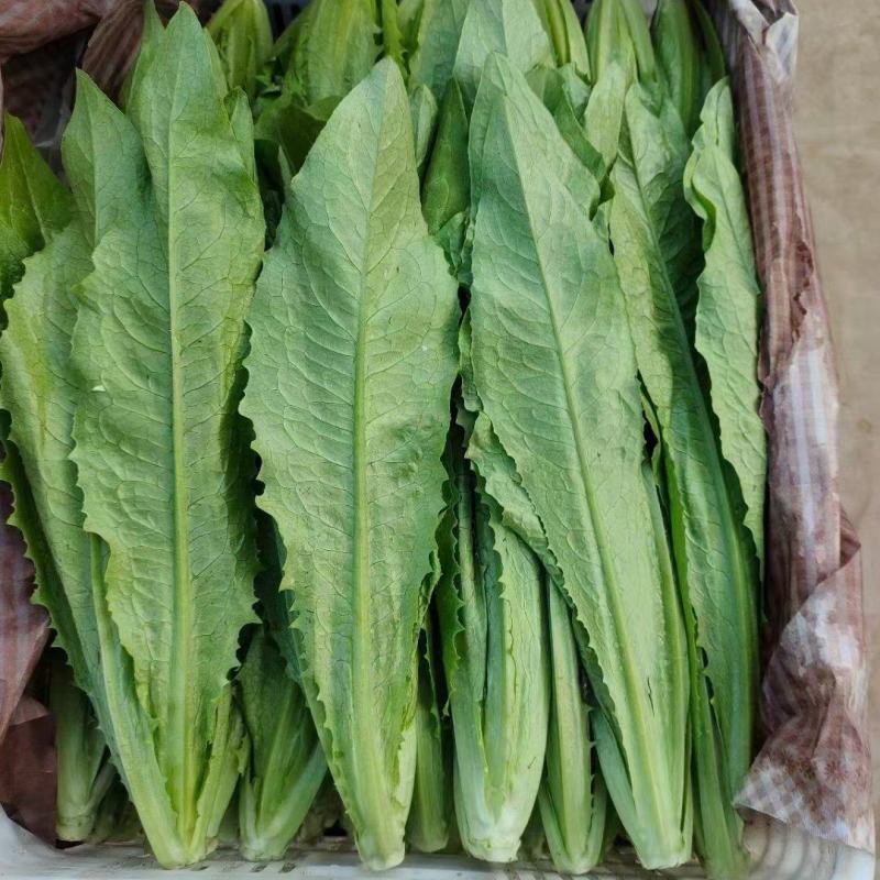 精品油麦菜大量上市，产地直发，新鲜采摘，欢迎各地商客联系