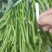 大水田西瓜红薯苗