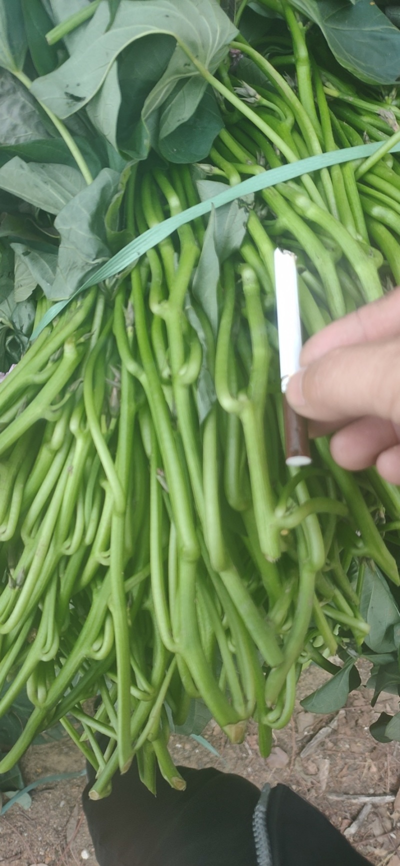 大水田西瓜红薯苗
