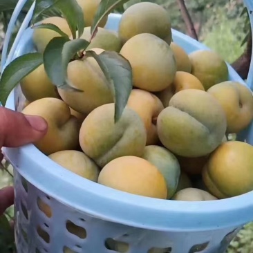 蜂糖李