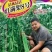 豇满架8号豇豆种子高产荚多无鼠尾一桶包邮