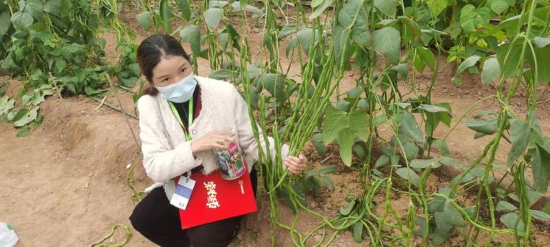 豇满架8号豇豆种子高产荚多无鼠尾一桶包邮