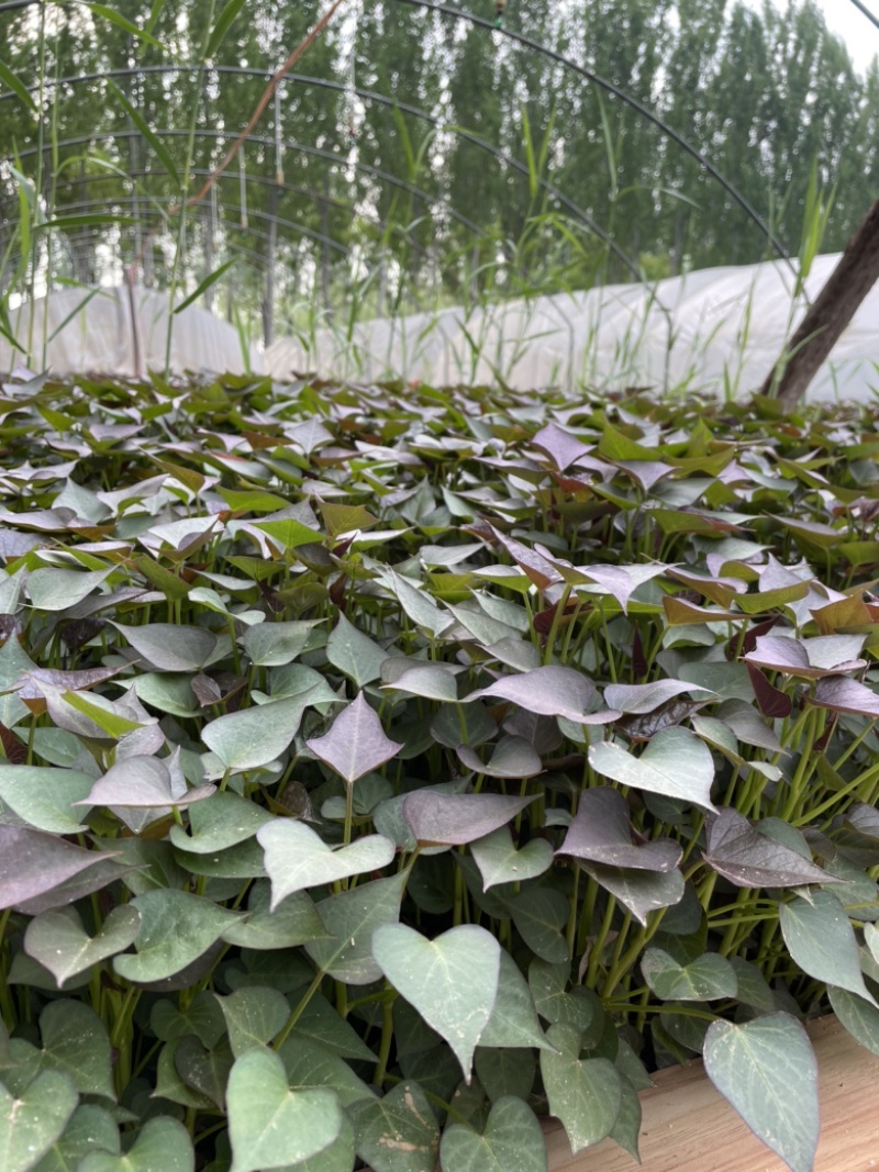 大量供应红薯苗，原种蜜薯25苗，脱毒西瓜红苗，商薯19苗
