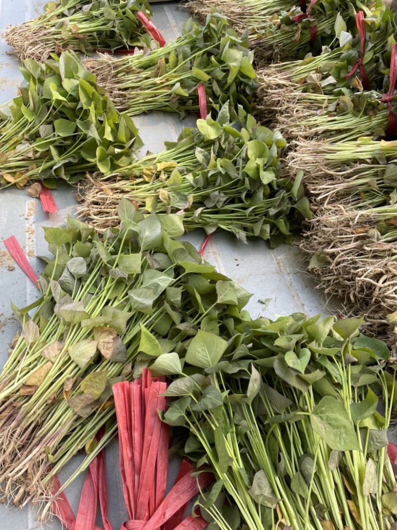 大量供应红薯苗，原种蜜薯25苗，脱毒西瓜红苗，商薯19苗