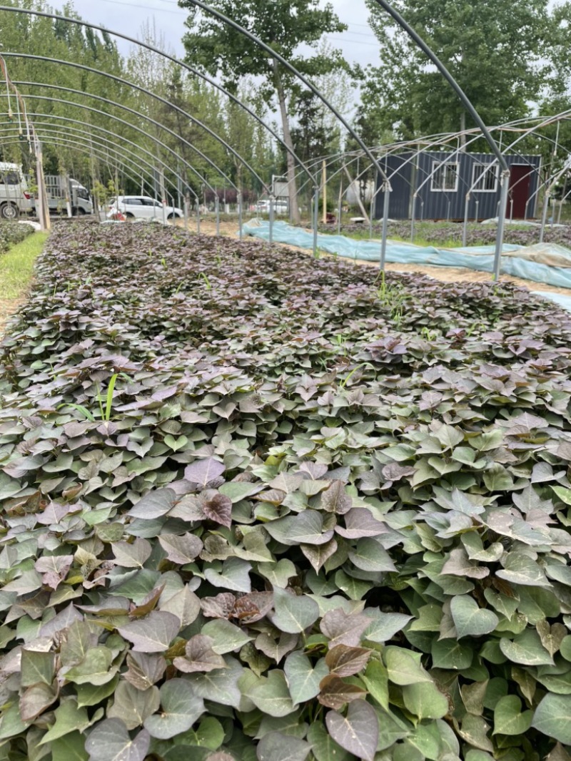 大量供应红薯苗，原种蜜薯25苗，脱毒西瓜红苗，商薯19苗