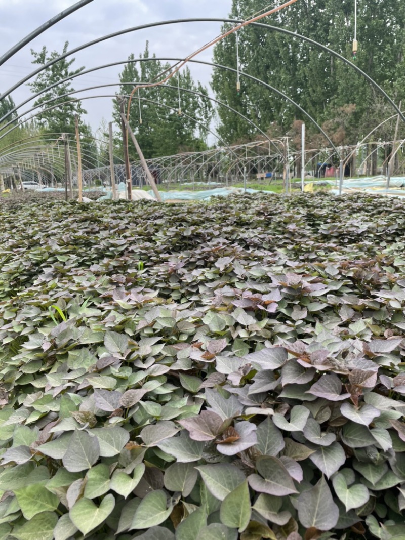 大量供应红薯苗，原种蜜薯25苗，脱毒西瓜红苗，商薯19苗