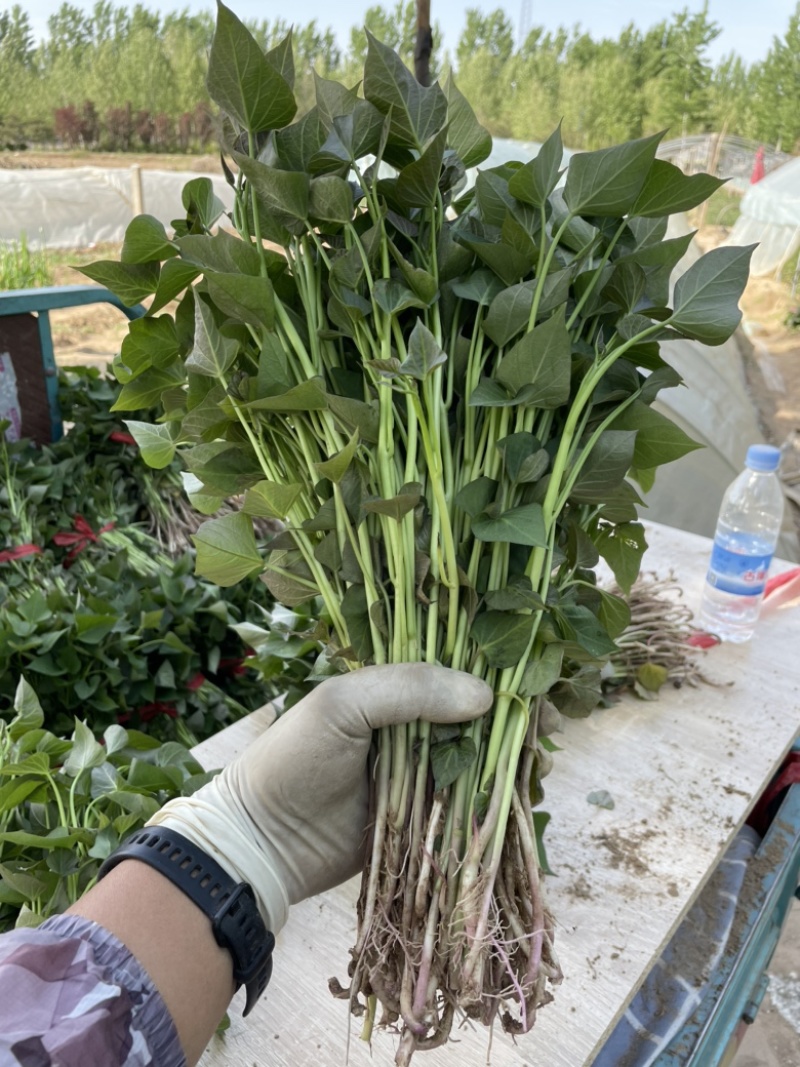 大量供应红薯苗，原种蜜薯25苗，脱毒西瓜红苗，商薯19苗