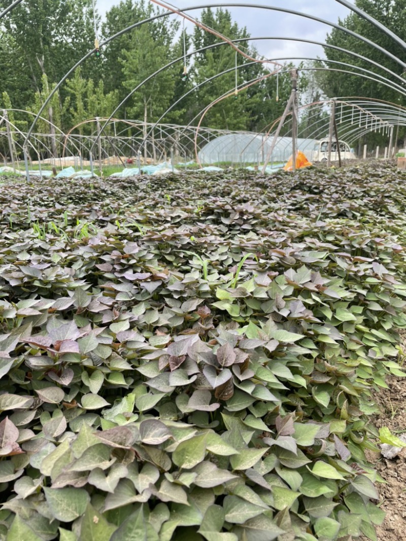 大量供应红薯苗，原种蜜薯25苗，脱毒西瓜红苗，商薯19苗