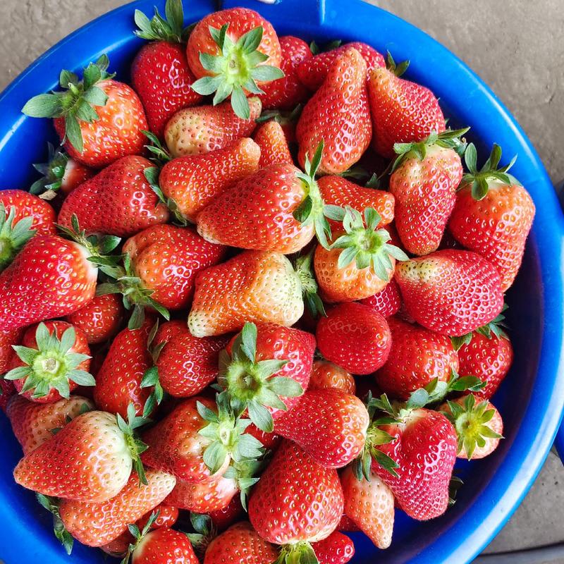临沂莒南县大店镇草莓种植基地品种齐全欢迎选购