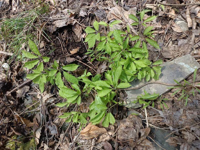 野生扣子七