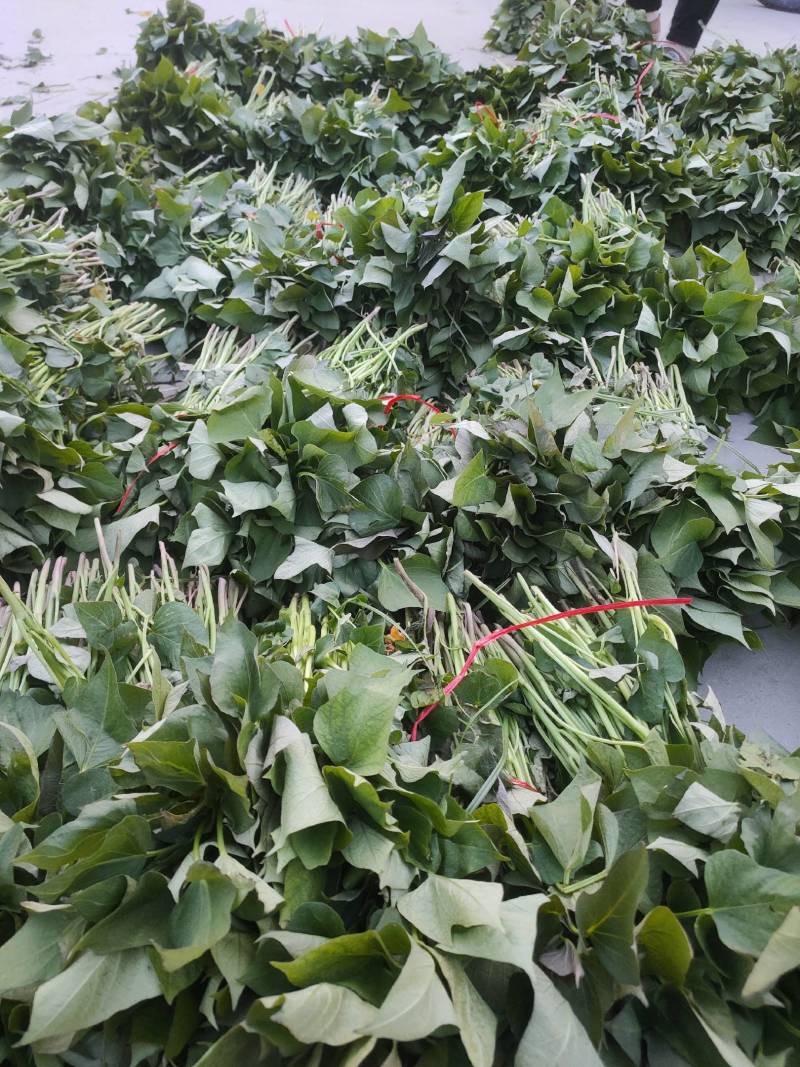 高产红薯苗商薯19哈密龙薯九西瓜红紫薯苗等