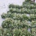 高产红薯苗商薯19哈密龙薯九西瓜红紫薯苗等