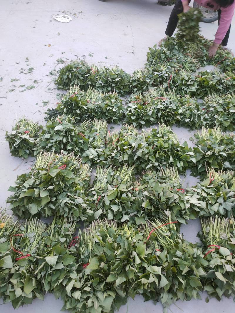 高产红薯苗商薯19哈密龙薯九西瓜红紫薯苗等