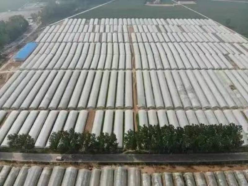 龙薯九号红薯苗脱毒西瓜红红薯苗25~35cm量大从优