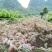 正宗桂林冬椿，四季香椿苗，反季节香椿栽培
